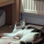 Stanley House Veterinary Group - Colne
