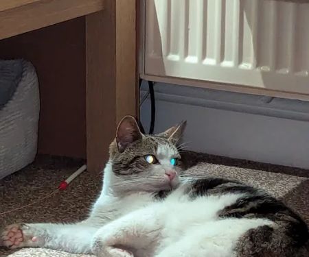 Stanley House Veterinary Group - Colne