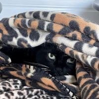 Cliviger Cattery ico