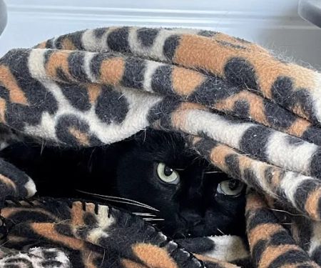 Cliviger Cattery