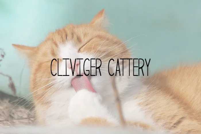 Cliviger Cattery Picture 3