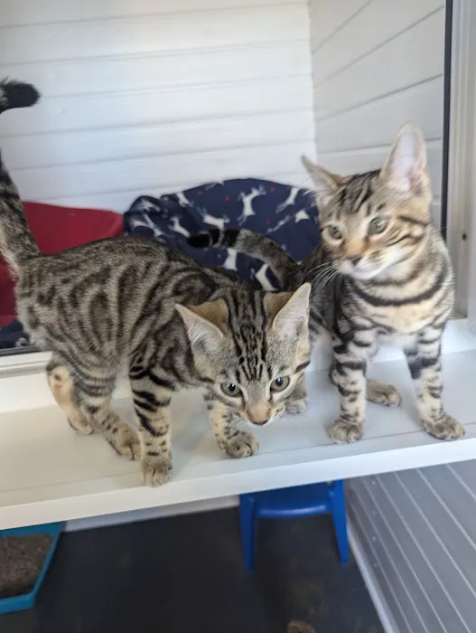 Cliviger Cattery Picture 2