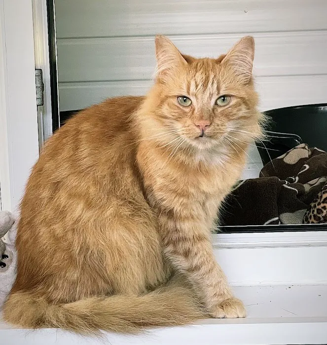 Cliviger Cattery Picture 5