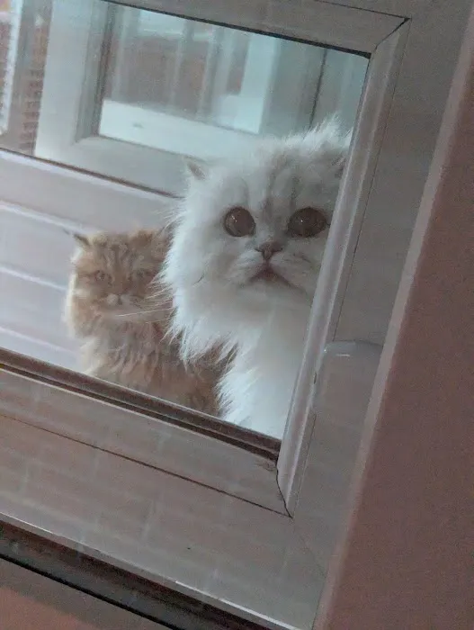 Cliviger Cattery Picture 4