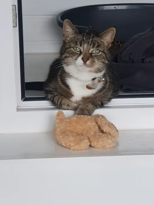 Cliviger Cattery Picture 6