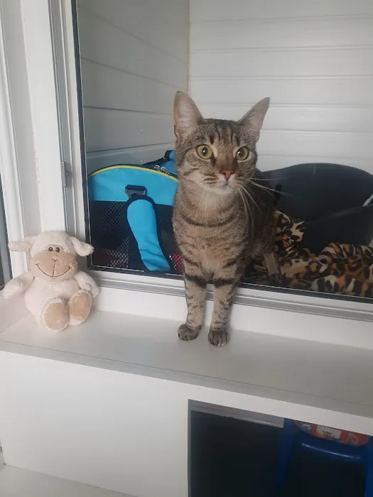 Cliviger Cattery Picture 8