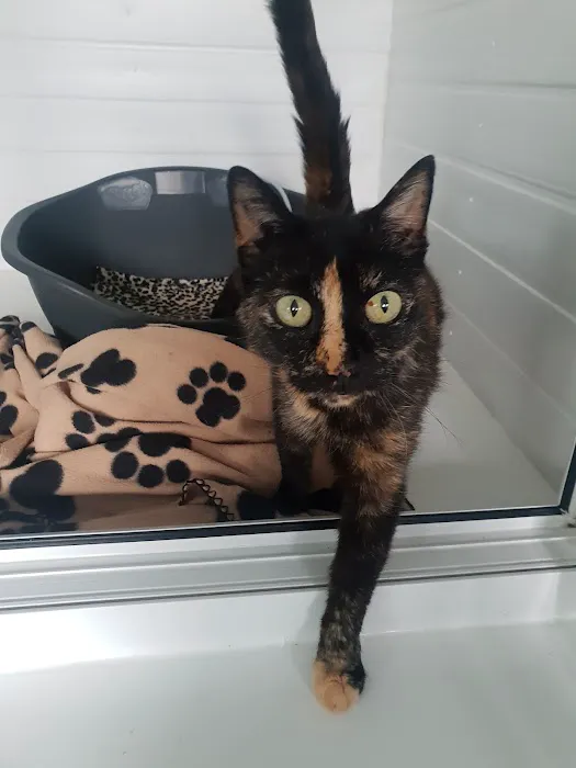 Cliviger Cattery Picture 10