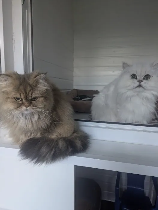 Cliviger Cattery Picture 7