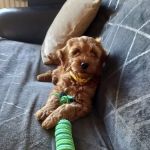 Vets for Pets - Bangor