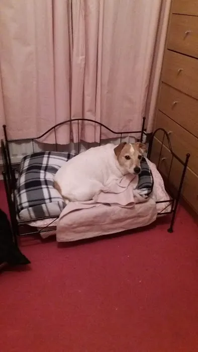 Vets for Pets - Bangor Picture 5