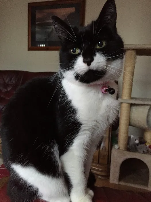 Vets for Pets - Bangor Picture 4