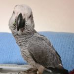 Adlington Pet Centre Ltd