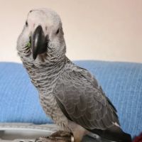 Adlington Pet Centre Ltd ico