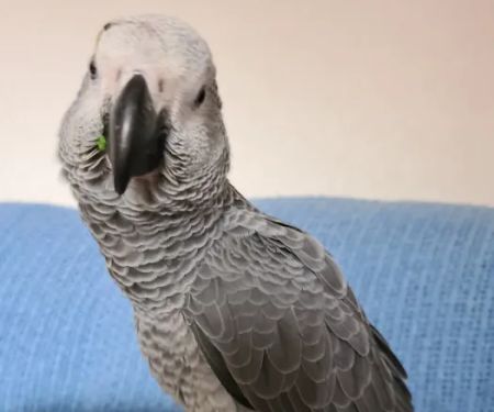 Adlington Pet Centre Ltd