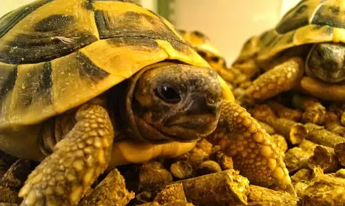 Adlington Pet Centre Ltd Picture 5