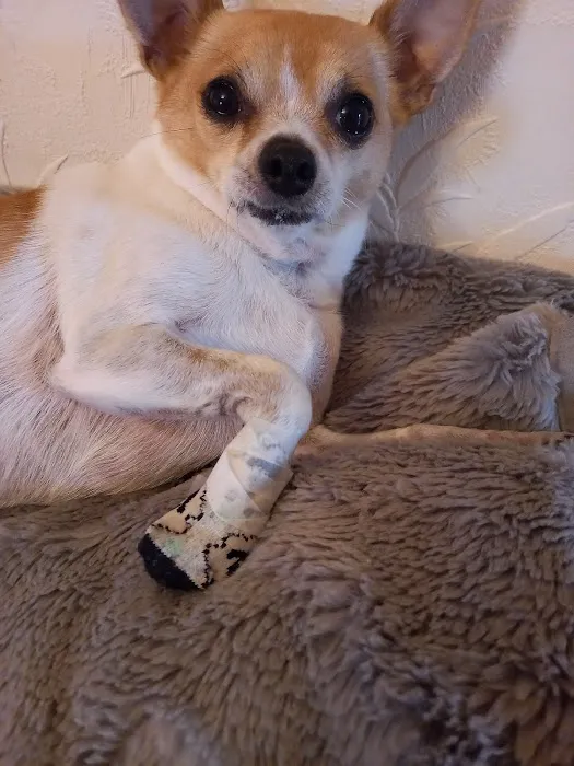 Shirebrook Vets Picture 6