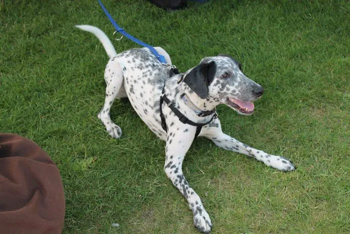 Shirebrook Vets Picture 5