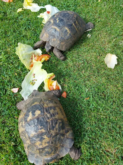 Shirebrook Vets Picture 10