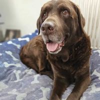 Park Hall Veterinary Clinic ico