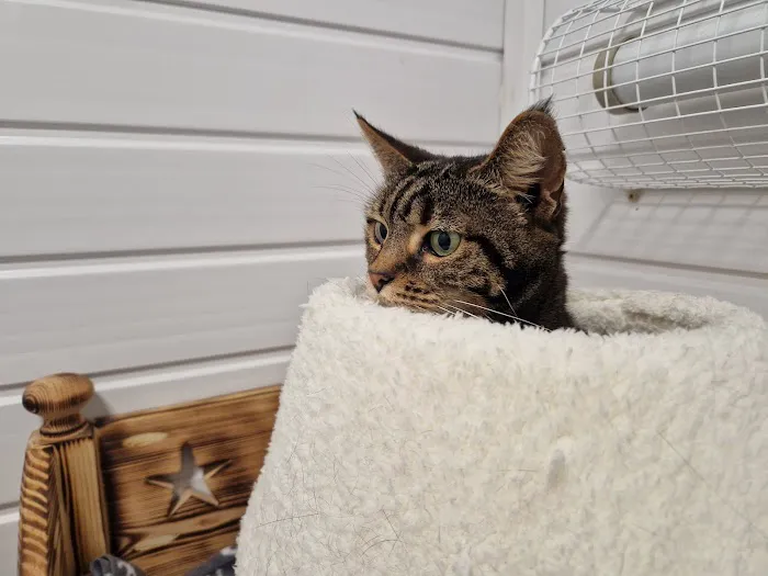 Cavendish Cattery Boarding House Picture 1