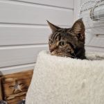 Cavendish Cattery Boarding House
