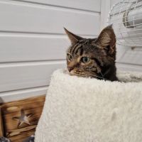 Cavendish Cattery Boarding House ico