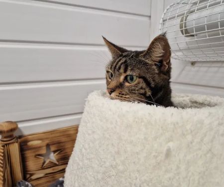 Cavendish Cattery Boarding House