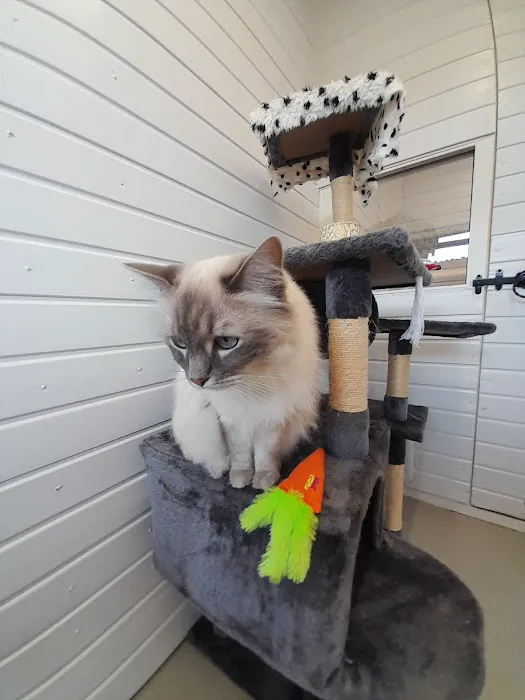 Cavendish Cattery Boarding House Picture 2