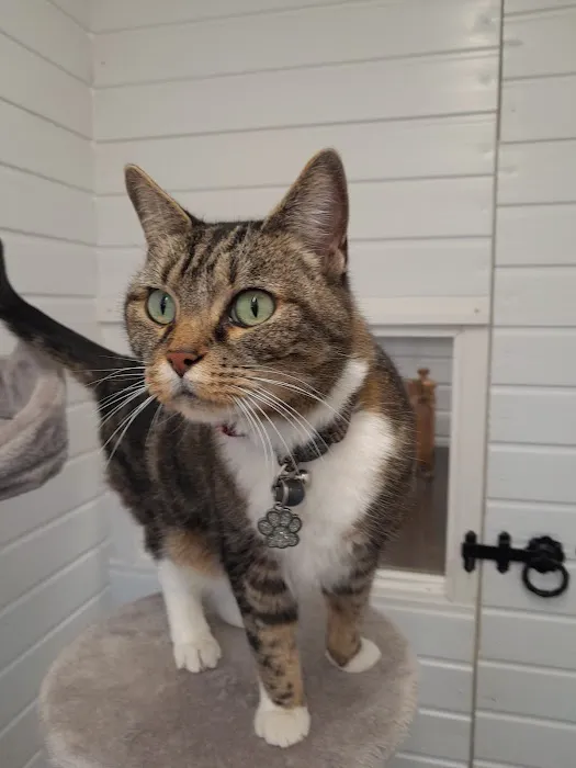 Cavendish Cattery Boarding House Picture 7