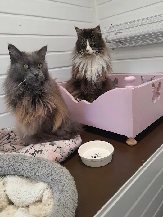 Cavendish Cattery Boarding House Picture 6
