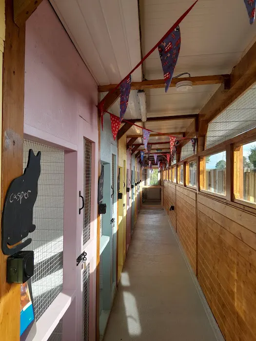 Cavendish Cattery Boarding House Picture 8