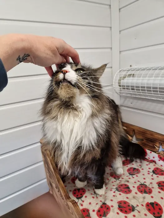 Cavendish Cattery Boarding House Picture 5