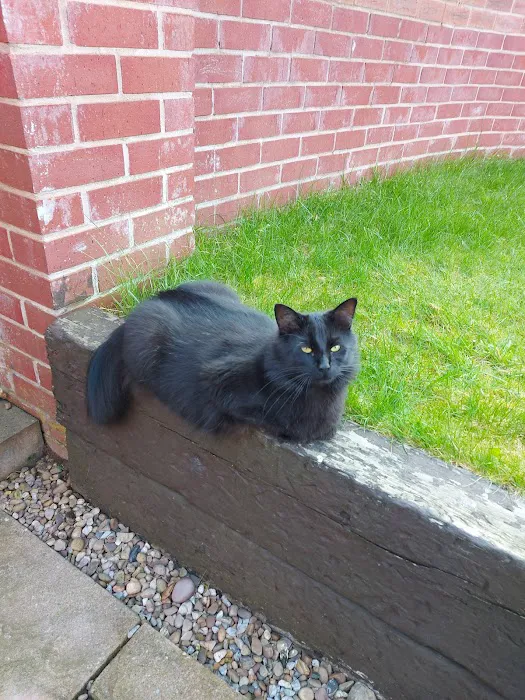 Threethorne Boarding Cattery Picture 4