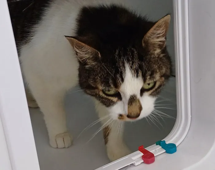 Threethorne Boarding Cattery Picture 3