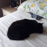 Threethorne Boarding Cattery