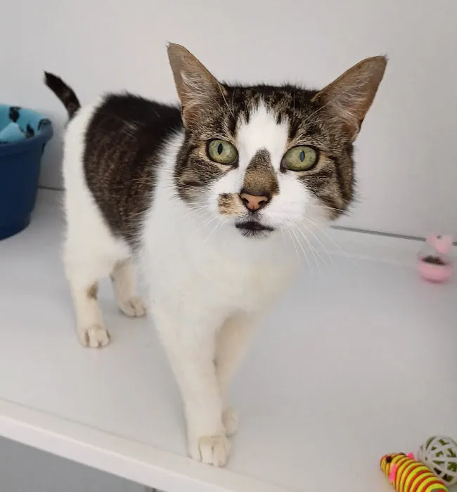 Threethorne Boarding Cattery Picture 5
