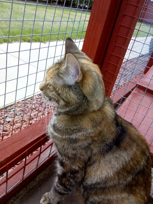Threethorne Boarding Cattery Picture 7