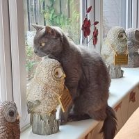 Cedars Veterinary Centre ico