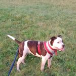 Carrick Veterinary Group - Mansfield