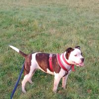 Carrick Veterinary Group - Mansfield ico