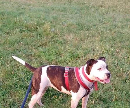 Carrick Veterinary Group - Mansfield