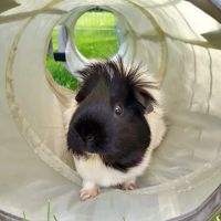 Croft Veterinary Centres - Bolsover ico