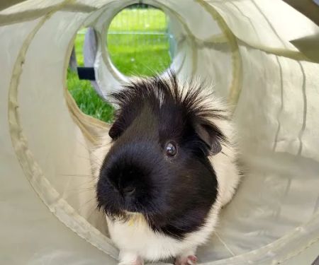 Croft Veterinary Centres - Bolsover