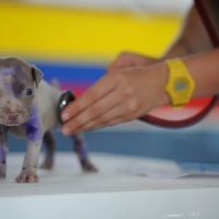 D Brown Veterinary Surgery ico