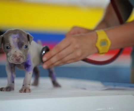 D Brown Veterinary Surgery