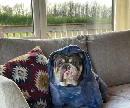 Vets4Pets - Mansfield