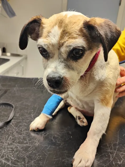 Vets4Pets - Mansfield Picture 9
