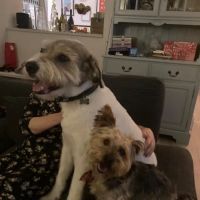 Ravensdale Vets ico