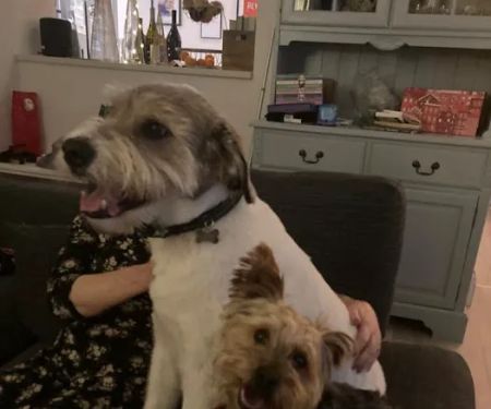 Ravensdale Vets