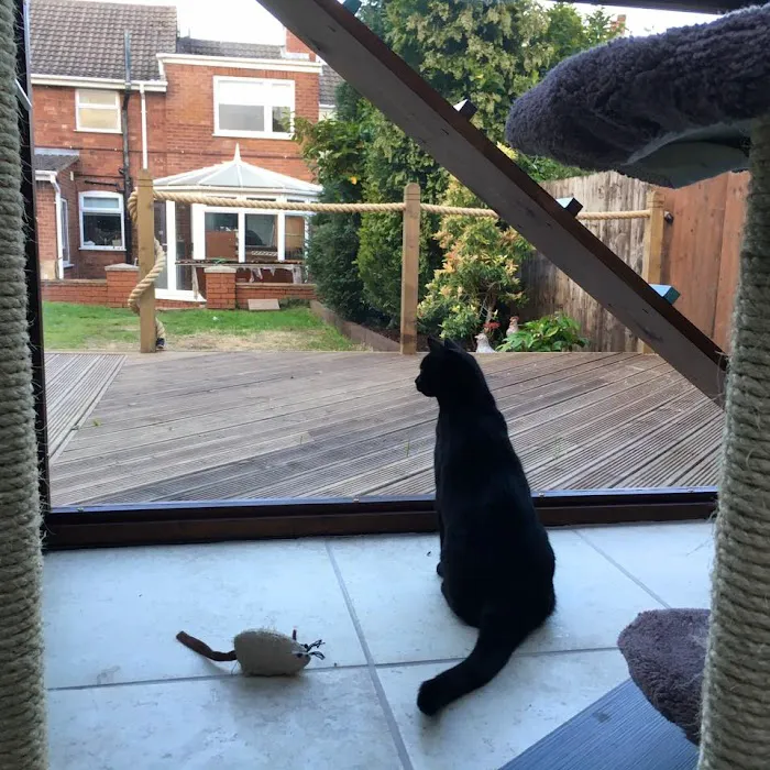 Lime Grove Cattery Picture 4